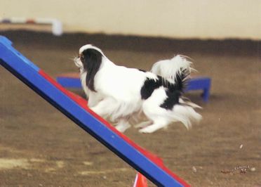 Gigi The Agility Chin!
